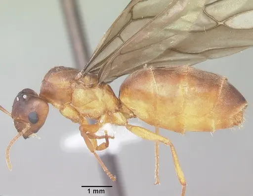 Paraparatrechina weissi specimen