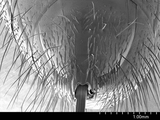 Paraponera clavata specimen