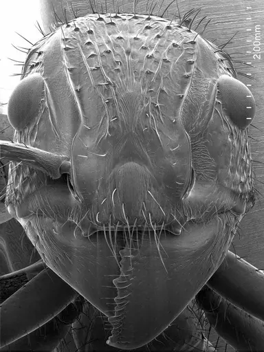 Paraponera clavata specimen