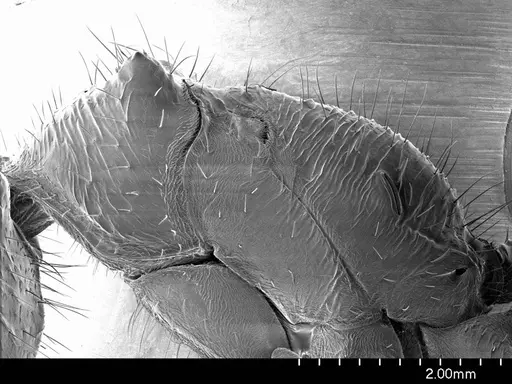 Paraponera clavata specimen