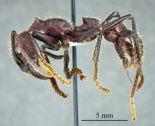 Paraponera clavata - ANTWEB1041410