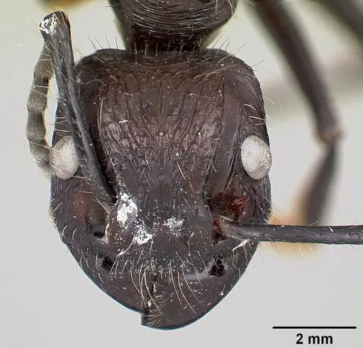 Paraponera clavata - CASENT0003165