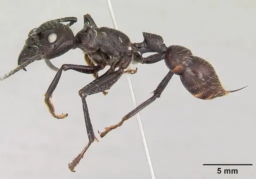 Paraponera clavata - CASENT0003165