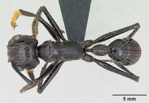 Paraponera clavata - CASENT0006789