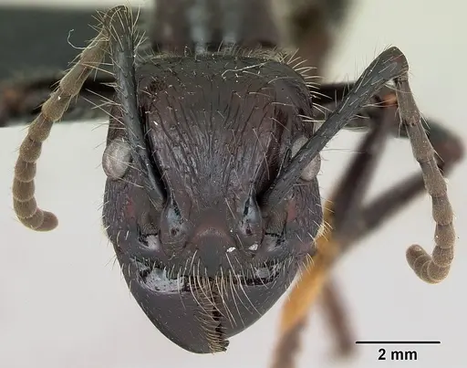 Paraponera clavata - CASENT0006789