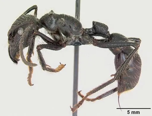 Paraponera clavata - CASENT0006789