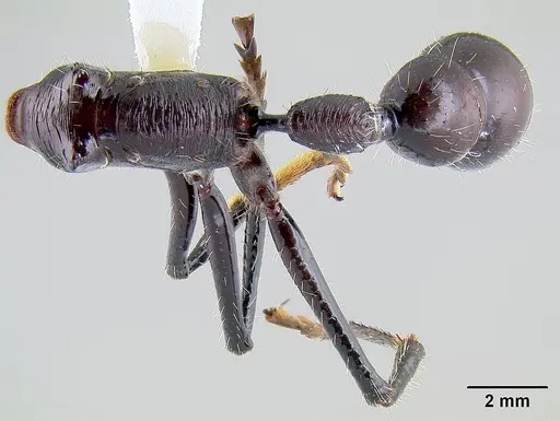 Paraponera clavata - CASENT0106092