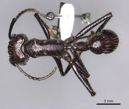 Paraponera clavata - CASENT0260470