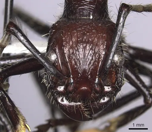 Paraponera clavata - CASENT0260470