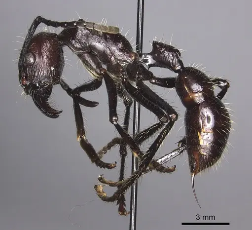 Paraponera clavata - CASENT0260470