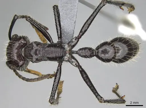 Paraponera clavata - CASENT0370946