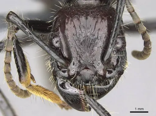 Paraponera clavata - CASENT0370946