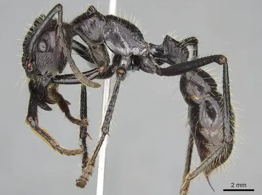 Paraponera clavata - CASENT0370946