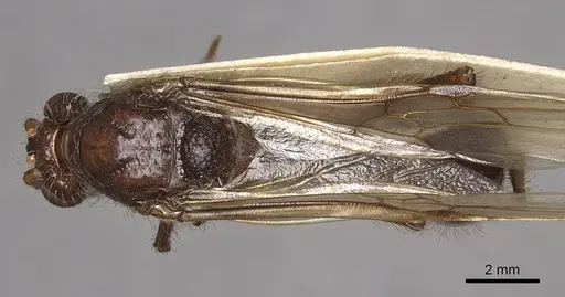 Paraponera clavata - CASENT0902407