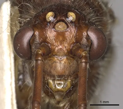 Paraponera clavata - CASENT0902407