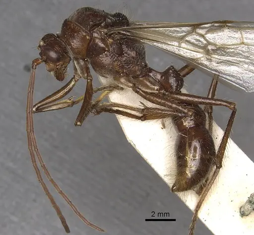 Paraponera clavata - CASENT0902407