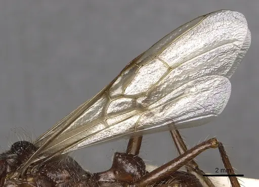 Paraponera clavata - CASENT0902407