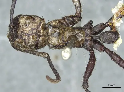 Paraponera clavata - CASENT0913717