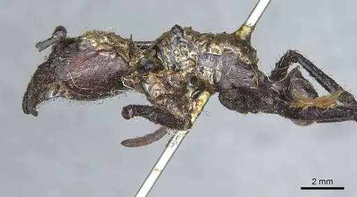 Paraponera clavata - CASENT0913717