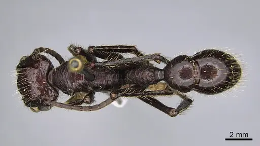 Paraponera clavata - CASENT0923638