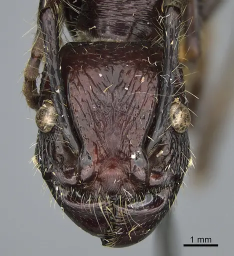 Paraponera clavata - CASENT0923638