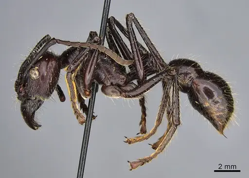 Paraponera clavata - CASENT0923638