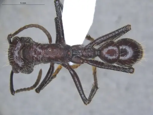 Paraponera clavata - ECOFOG-BUG-2060-04