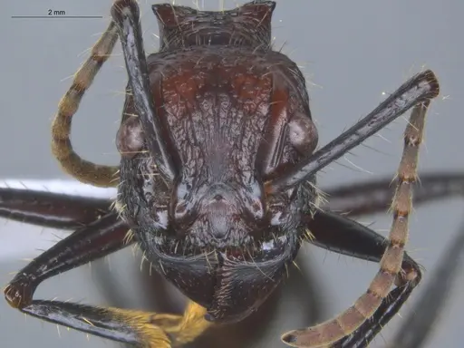 Paraponera clavata - ECOFOG-BUG-2060-04