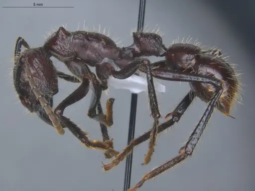 Paraponera clavata - ECOFOG-BUG-2060-04