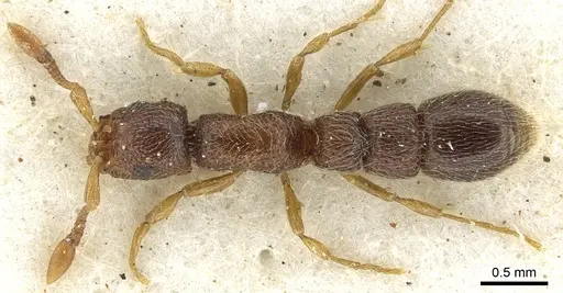 Parasyscia afer specimen