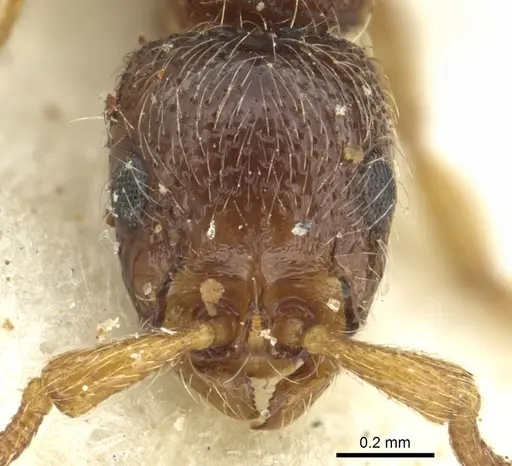 Parasyscia afer specimen