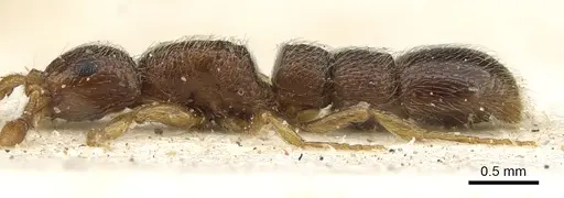 Parasyscia afer specimen