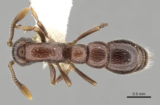 Parasyscia arnoldi specimen