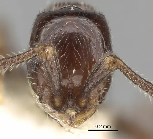 Parasyscia arnoldi specimen