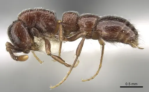 Parasyscia arnoldi specimen