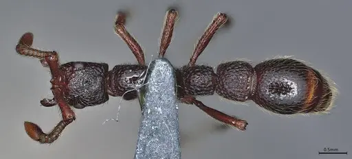 Parasyscia centurio specimen