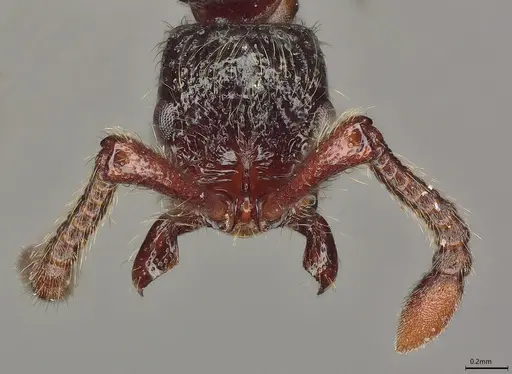 Parasyscia centurio specimen