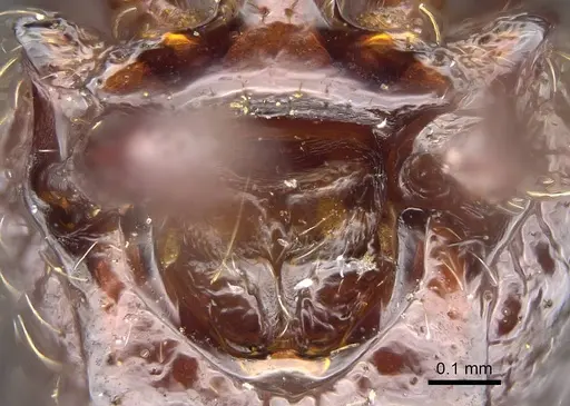 Parasyscia centurio specimen