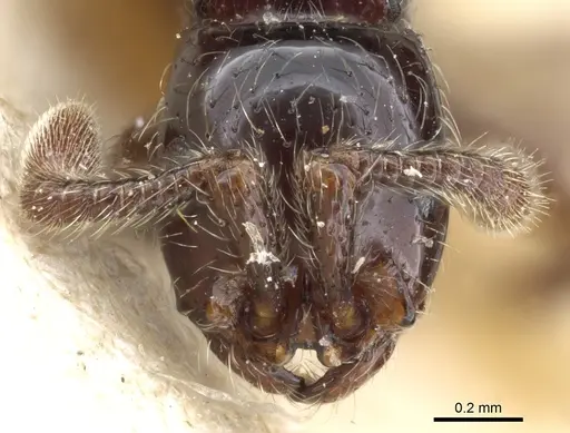 Parasyscia cribrinodis specimen