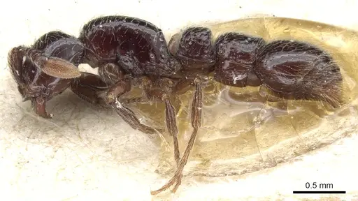 Parasyscia cribrinodis specimen