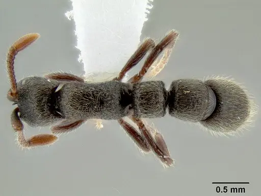 Parasyscia desposyne specimen