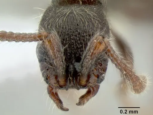 Parasyscia desposyne specimen