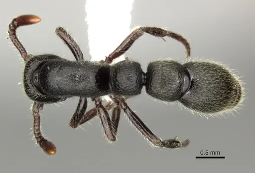 Parasyscia desposyne - CASENT0249312