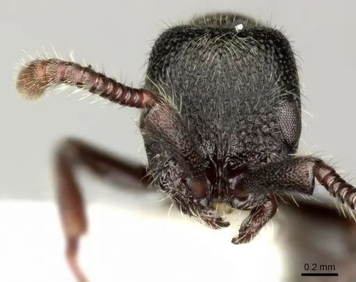 Parasyscia desposyne - CASENT0249312