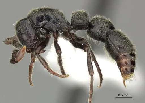 Parasyscia desposyne - CASENT0249312