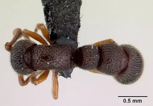 Parasyscia dohertyi specimen