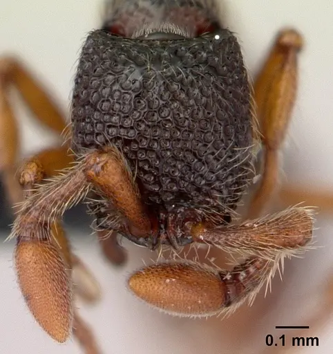 Parasyscia dohertyi specimen