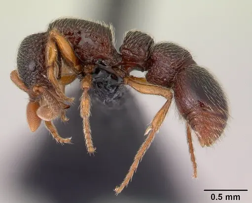 Parasyscia dohertyi specimen