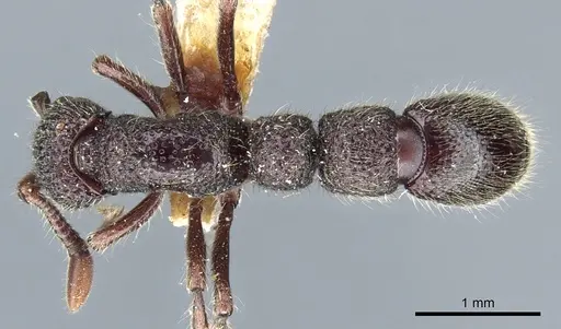 Parasyscia dohertyi - CASENT0903775