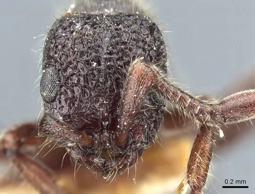 Parasyscia dohertyi - CASENT0903775